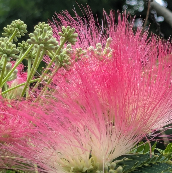 🦢🦢Live Posh Show Alert Listing🦢🦢 - Picture 2 of 4